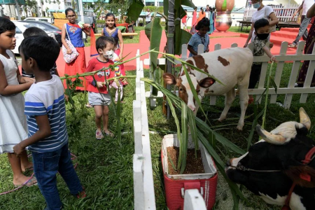Bukit Panjang residents celebrate Tamil harvest festival Pongal after 2 years of muted cheer