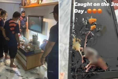 Rat invades Hougang flat, 6 pest control staff caught it after 3 days
