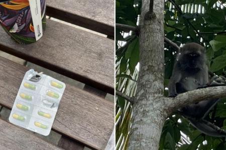 Feeling under the weather? Monkey snatches woman's antidepressants and eats them