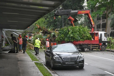 Fallen tree in Tiong Bahru damages walkway, car and disrupts traffic