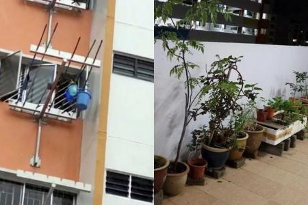 Woman hangs buckets outside window to collect rainwater; neighbours get nervous