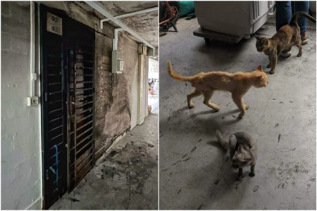 One taken to hospital after PMD fire in Pipit Road block; hungry cats found outside unit