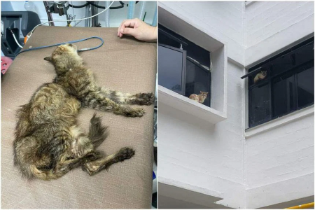 Appeal for funds after over 30 cats rescued from flat that caught fire