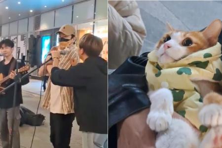 Songs in the key of meow: Video of cat busking with singer goes viral
