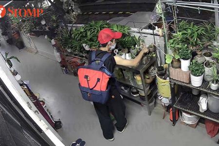 Woman steals 'plant parts' from outside Ang Mo Kio flat at 4.30am