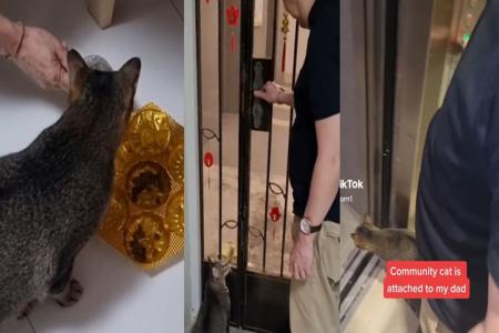 Stray cat gets attached to Yishun home after family invites it over for a meal