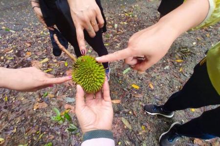 Durian splits open after falling on woman's head at Pulau Ubin
