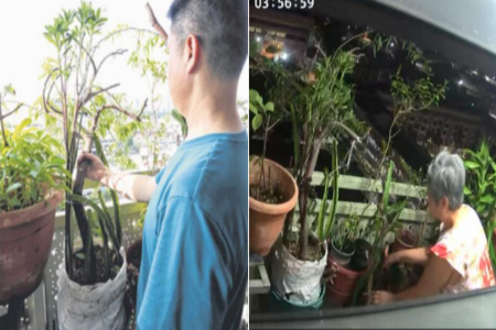 Man catches neighbour on CCTV sabotaging his corridor plants