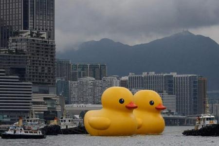 Giant rubber ducks debut in bid to drive ‘double happiness’ in HK