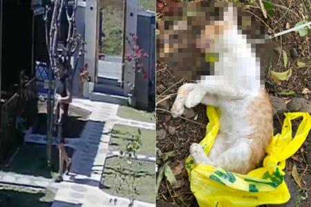 S'pore man, 31, accused of strangling kitten in Bali resort