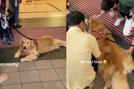 Golden Retriever refuses to budge from Taka entrance, so people show him some love