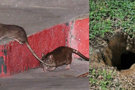 Fast-spawning rats infest Pasir Ris St 21