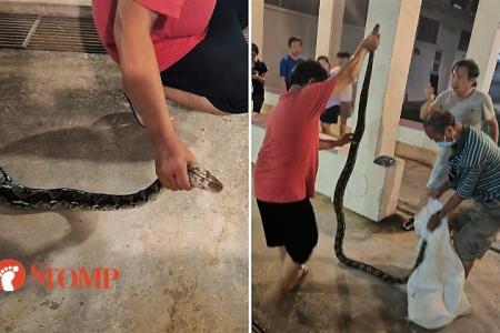 Bedok neighbours rally to protect hood from snake, man grabs it by neck and places it in sack