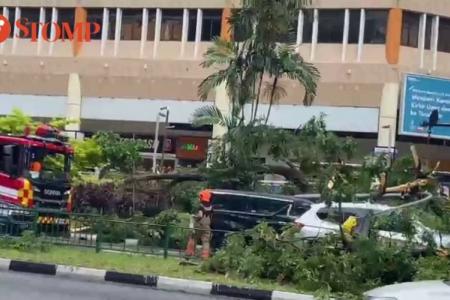 Passers-by rush to help after 20m-tall tree falls on vehicles outside City Plaza