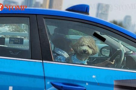 Cabby drives taxi with dog on his lap: ComfortDelGro investigating