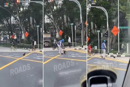 Safety supervisor escorts mother hen and chicks trying to cross road in Tanjong Pagar