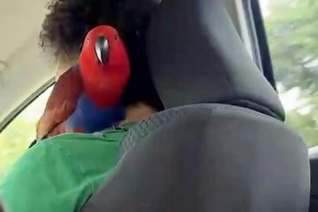 Gojek driver reportedly suspended for keeping pet parrot in car