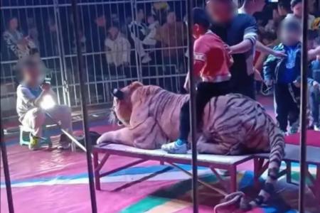China circus under fire for tying down tiger and letting children sit on it for photos