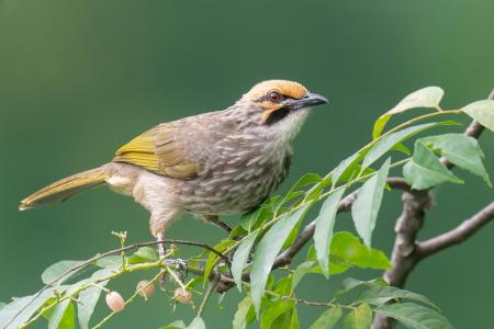 National action plan to keep endangered straw-headed bulbuls singing in the wild