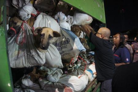 Truck of dogs bound for slaughterhouse stopped in Semarang