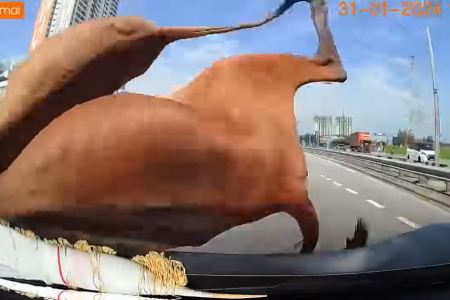 Penang City Council debunks driver's complaint about stray cows