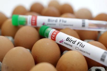Two-year-old Cambodian girl dies from bird flu