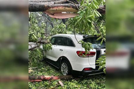 Tree falls on car outside CTE tunnel impeding traffic; no reported injuries