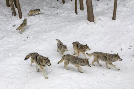 French zoo shut after pack of wolves escapes