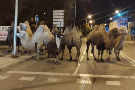 Spain police end escaped camels' night on the town