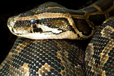 22 snakes seized from woman arriving at Chennai airport from KL