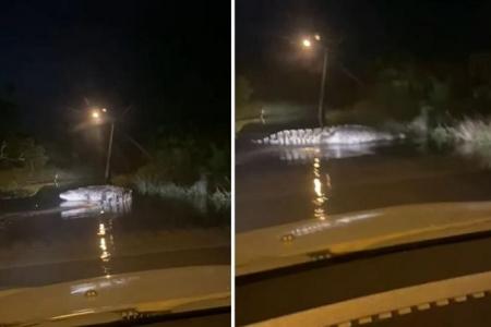 Villager spots large crocodile on flooded road in Pahang
