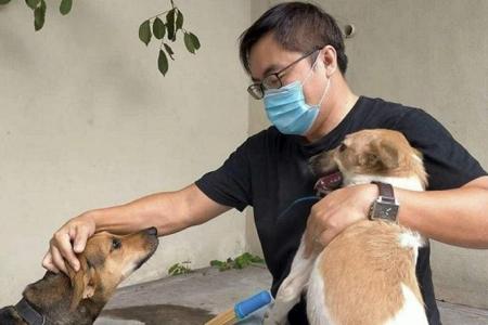 Serial dog poisoner suspected in Penang after 29 strays found dead