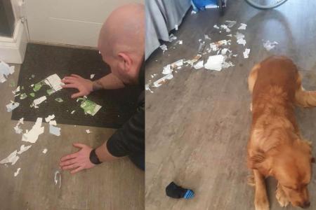 Newcastle fan devastated after dog ate Carabao Cup final tickets