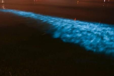 Blue glow in waters off eastern S'pore shoreline will last for 2 to 4 more days: Marine biologist