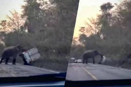 Wild elephant in Thailand flips passing truck with trunk