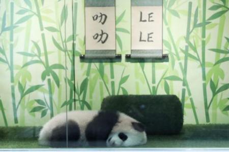 First panda cub born in Singapore can now be seen twice daily