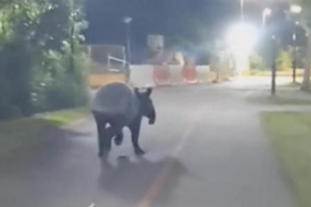 Rare tapir spotted running along Punggol park connector; Acres caution against going near animal