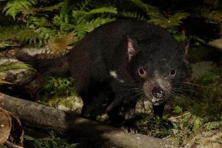 Night Safari is home to 4 tasmanian devils from Australia 