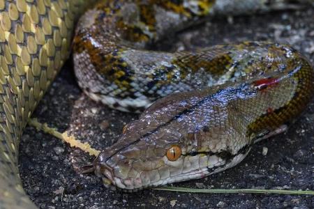 King cobra toils for at least 7 hours in Mandai to eat snake