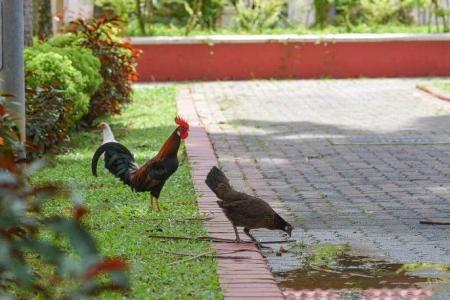 A clucking nuisance: Complaints grow as wild chickens become increasingly common in Singapore