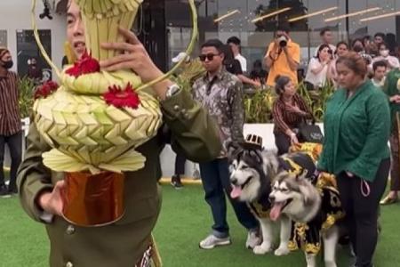 Not fur-ever after: Indonesians sorry after backlash over $17,700 dog ‘wedding’