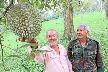 Durians ‘acting up’ and quality has dropped, say Johor farmers