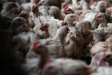 Malaysia to allow export of live chicken broilers from Oct 11