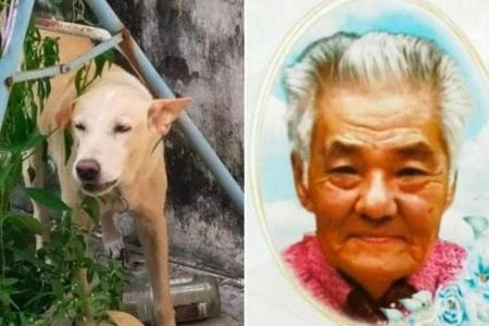 85-year-old man dies saving pet from dog catchers in Malaysia