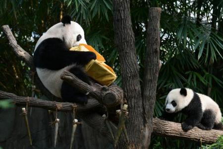 Jia Jia eases into her role as mum of first panda cub born here
