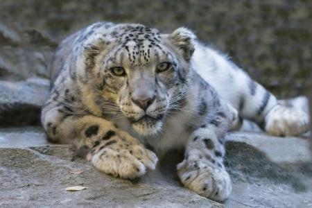 Three snow leopards die of Covid-19 complications at Nebraska zoo