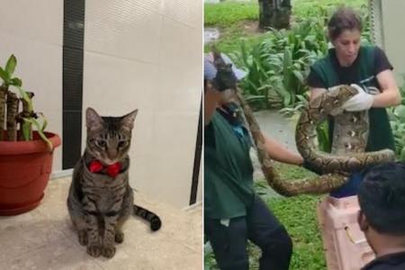 Reticulated python swallows 6kg pet cat in Tanah Merah condominium