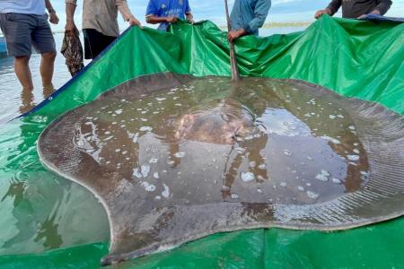 Fishermen hook giant endangered stingray from Mekong River 