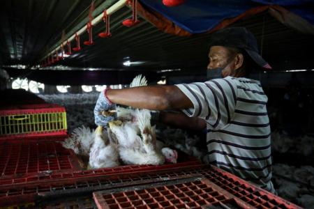 Malaysia's ban on chicken exports expected to end on Aug 31: Minister