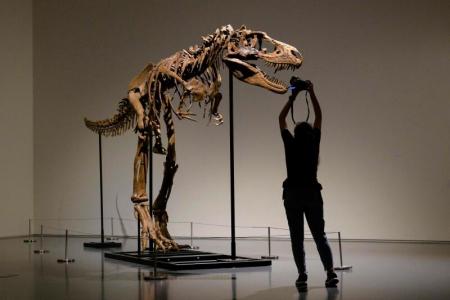 Gorgosaurus tipped to fetch $11m at New York auction